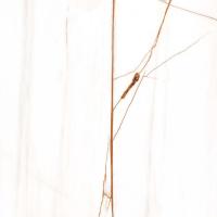 Коллекция плитки Maimoon Ceramica  "Bianco Oro"