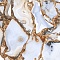 Коллекция плитки Maimoon Ceramica  "Luxury Stone"